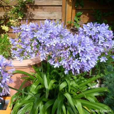 Agapanthus africanus 'Panaga' BLUE INFINITY®