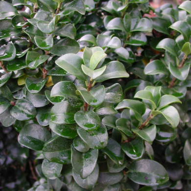 Ligustrum japonicum 'Rotundifolium '