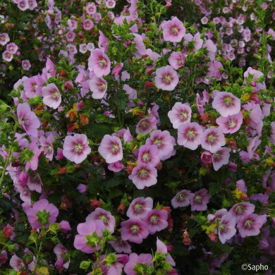 Anisodontea scabrosa Miss Pinky