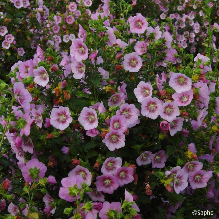 Anisodontea scabrosa Miss Pinky