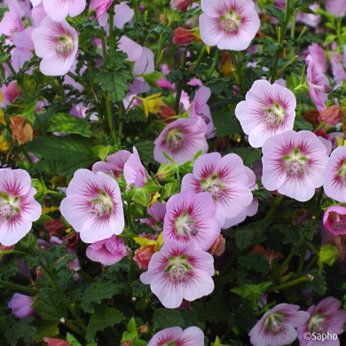 Anisodontea scabrosa Miss Pinky
