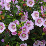 Anisodontea scabrosa Miss Pinky