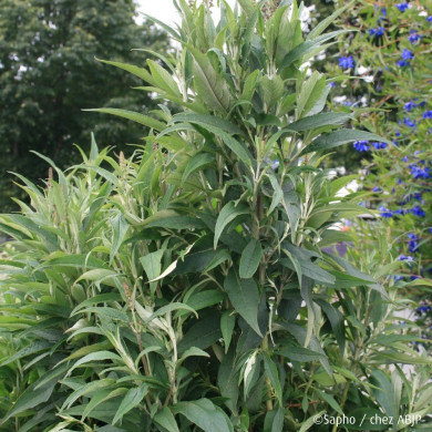 Buddleja davidii Butterfly Tower® Tobud1305