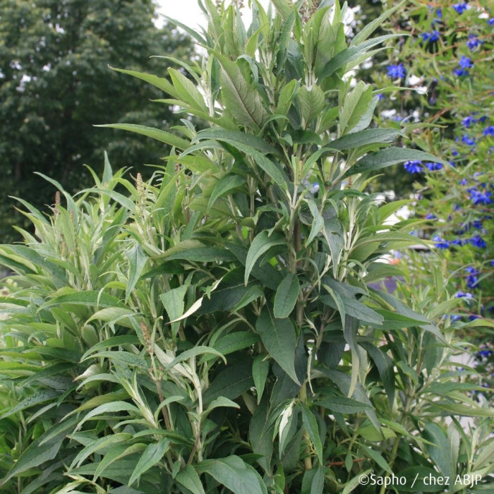 Buddleja davidii Butterfly Tower® Tobud1305