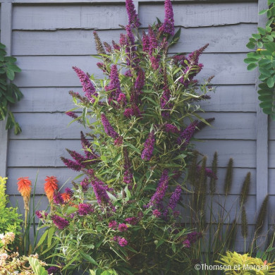 Buddleja davidii Butterfly Tower® Tobud1305