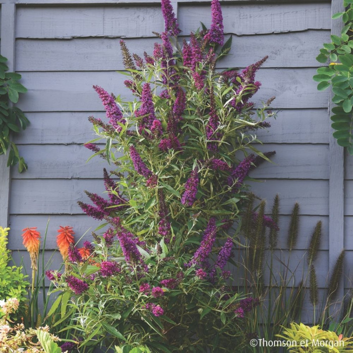 Buddleja davidii Butterfly Tower® Tobud1305