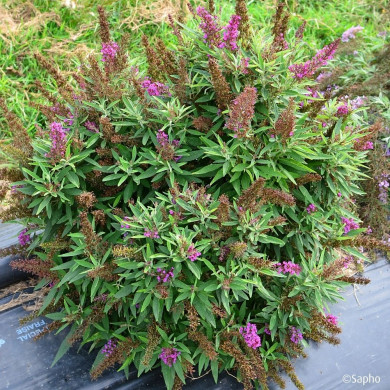 Buddleja davidii Butterfly Tower® Tobud1305