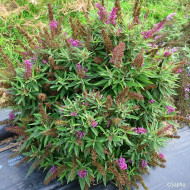 Buddleja davidii Butterfly Tower® Tobud1305