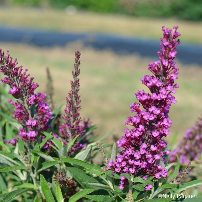 Buddleja davidii Butterfly Tower® Tobud1305
