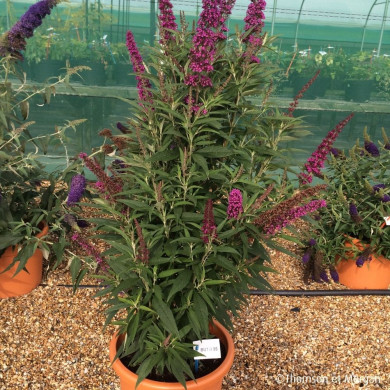 Buddleja davidii Butterfly Tower® Tobud1305