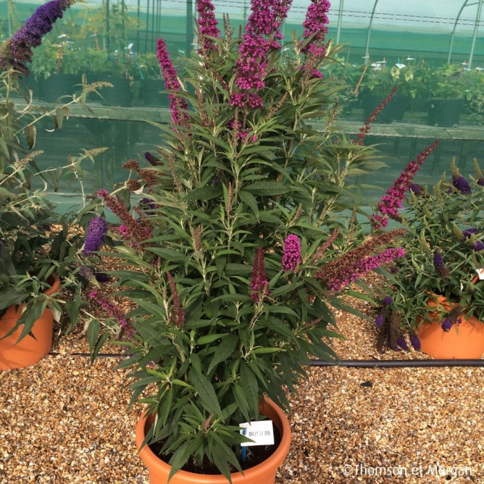 Buddleja davidii Butterfly Tower® Tobud1305