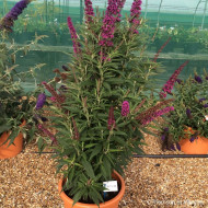 Buddleja davidii Butterfly Tower® Tobud1305