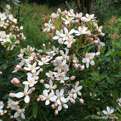 Choisya ternata Scented Gem® Lissbrid