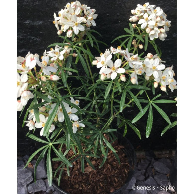 Choisya ternata Scented Gem® Lissbrid