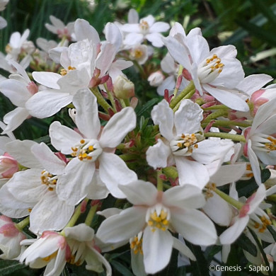 Choisya ternata Scented Gem® Lissbrid