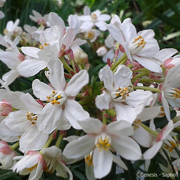 Choisya ternata Scented Gem® Lissbrid