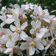 Choisya ternata Scented Gem® Lissbrid