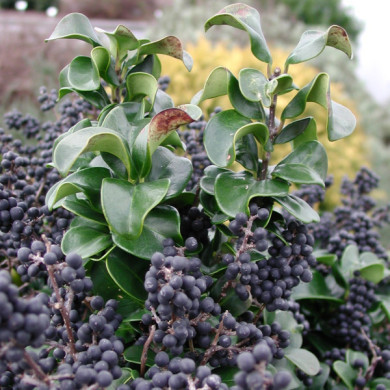 Ligustrum japonicum 'Rotundifolium '