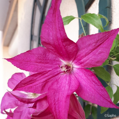 Clematis Saphyra ® Nancy J Terre 'Cleminov1'