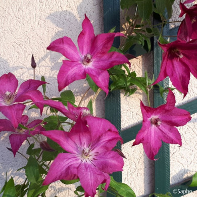Clematis Saphyra ® Nancy J Terre 'Cleminov1'