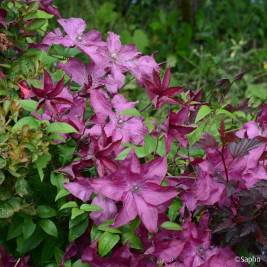 Clematis Saphyra ® Nancy J Terre 'Cleminov1'
