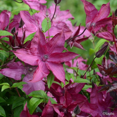 Clematis Saphyra ® Nancy J Terre 'Cleminov1'