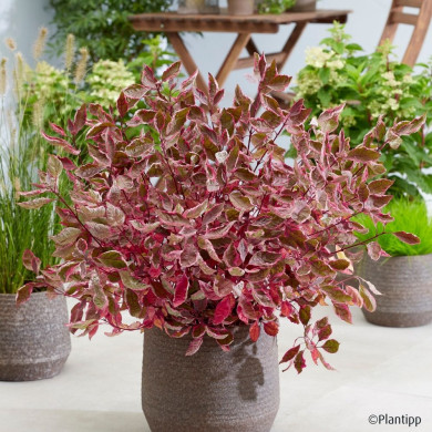 Cornus alba Miracle® Verpaalen 2