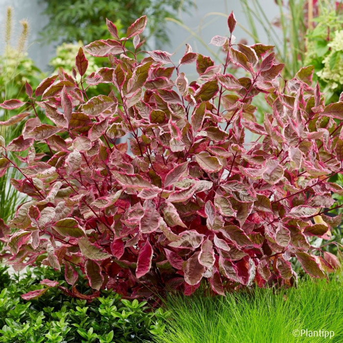 Cornus alba Miracle® Verpaalen 2