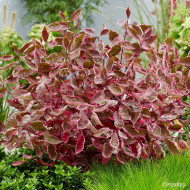Cornus alba Miracle® Verpaalen 2