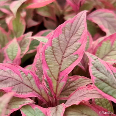 Cornus alba Miracle® Verpaalen 2