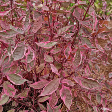 Cornus alba Miracle® Verpaalen 2