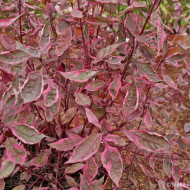 Cornus alba Miracle® Verpaalen 2