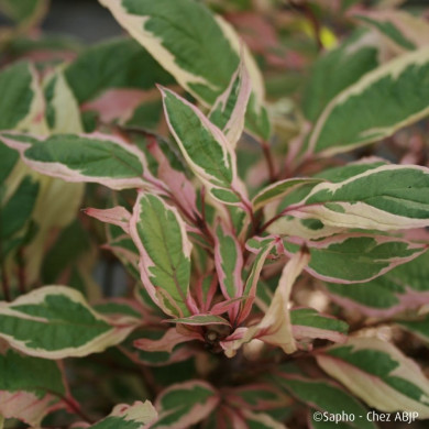 Cornus alba Miracle® Verpaalen 2