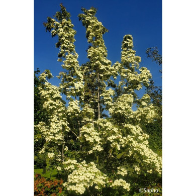Cornus hongkongensis Parc De Haute Bretagne