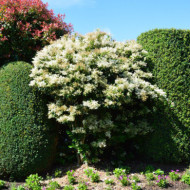 Ligustrum lucidum