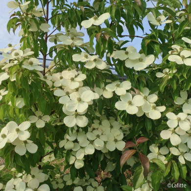 Cornus hongkongensis Parc De Haute Bretagne
