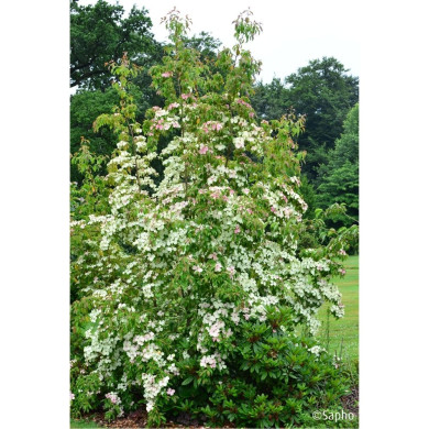 Cornus hongkongensis Parc De Haute Bretagne