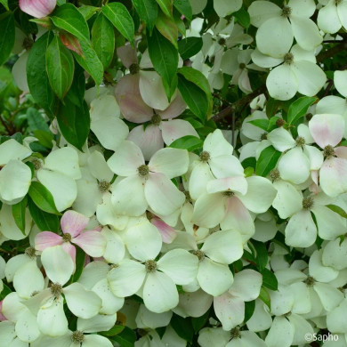 Cornus hongkongensis Parc De Haute Bretagne