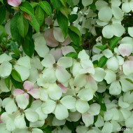 Cornus hongkongensis Parc De Haute Bretagne
