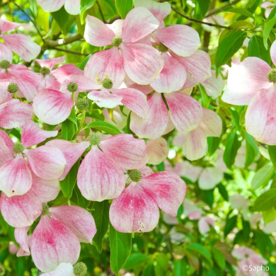 Cornus hongkongensis Parc De Haute Bretagne