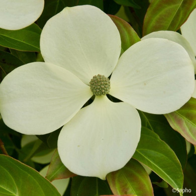 Cornus hongkongensis Parc De Haute Bretagne
