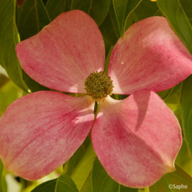 Cornus hongkongensis Parc De Haute Bretagne