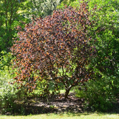 Corylus Red Majestic®