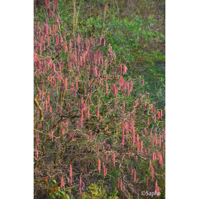 Corylus Red Majestic®