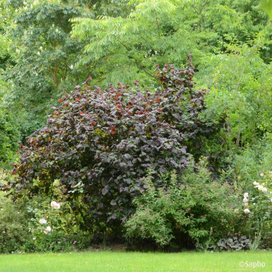 Corylus Red Majestic®