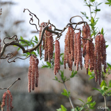 Corylus Red Majestic®
