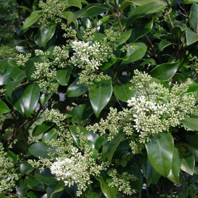 Ligustrum lucidum