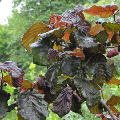 Corylus Red Majestic®