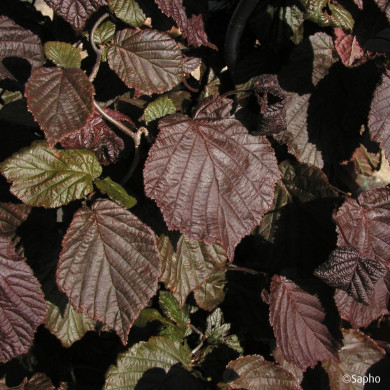 Corylus Red Majestic®