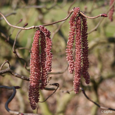 Corylus Red Majestic®